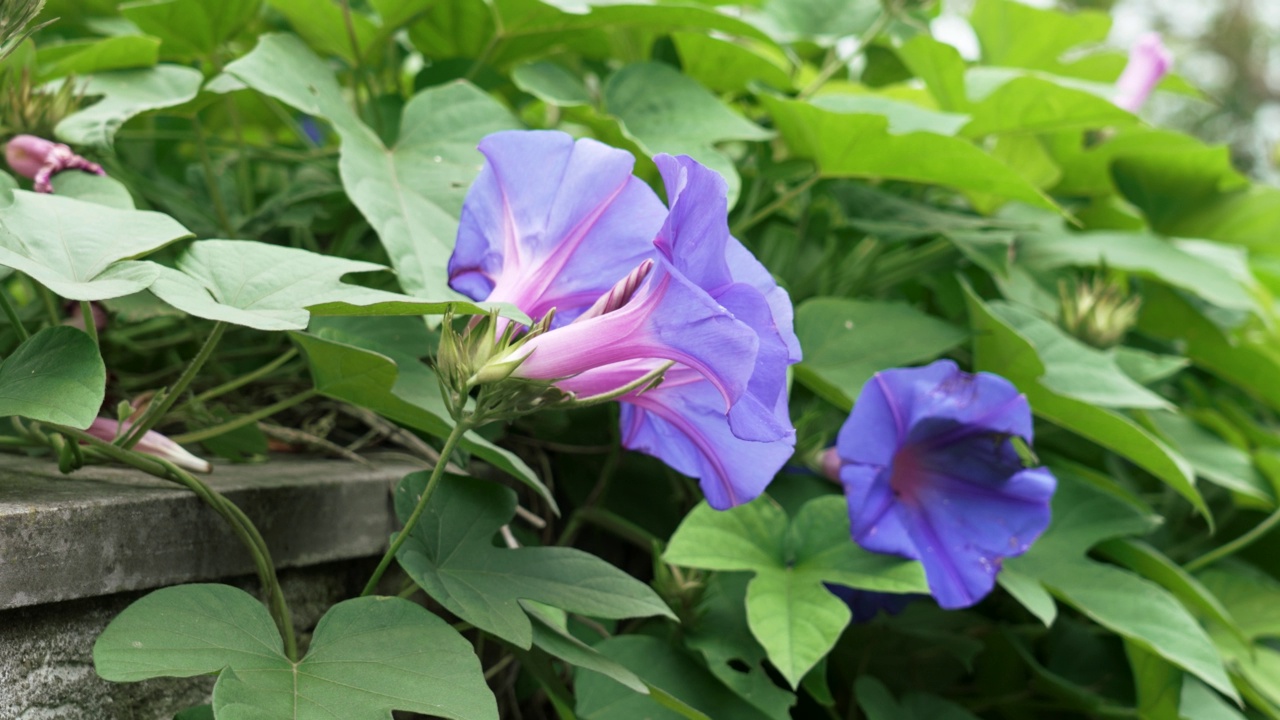 紫色牵牛花。花园绿色植物中的蓝色伊波普亚视频素材