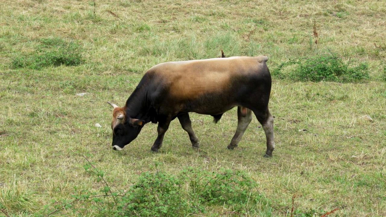 在绿草覆盖的农田牧场上散步和吃草的西班牙角牛视频素材