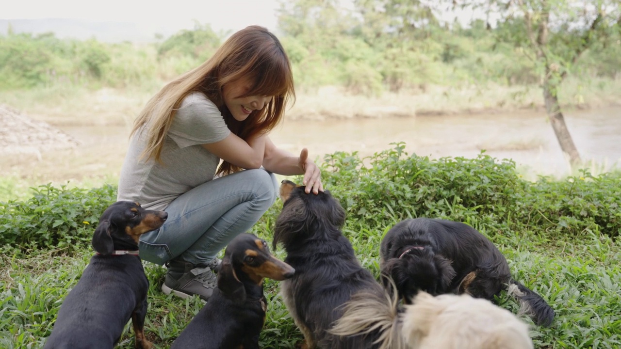 一个亚洲女人蹲在草地上和四只腊肠狗玩耍视频素材