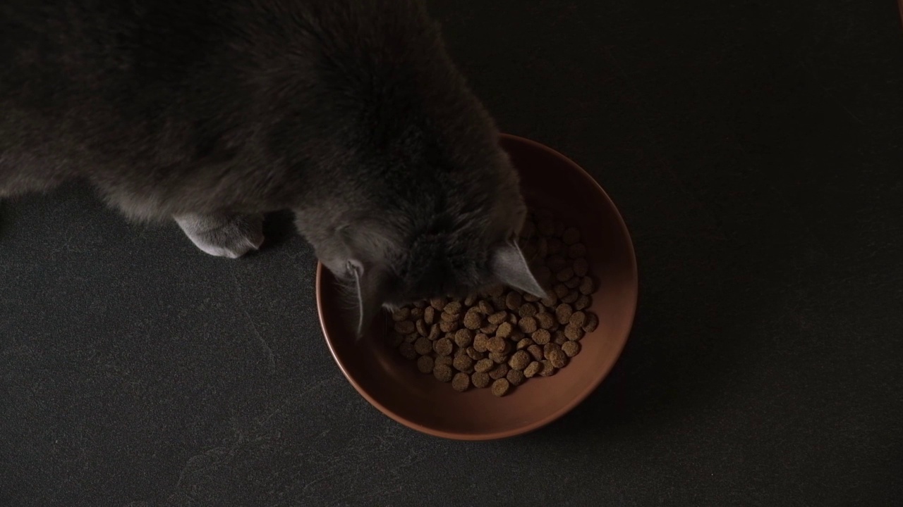 一只灰色的猫在黑色的地板上吃着棕色碗里的干粮。黄绿色的猫吃干粮。视频素材