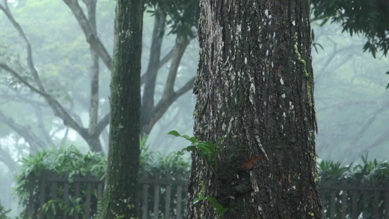 新加坡公园的雨天视频素材