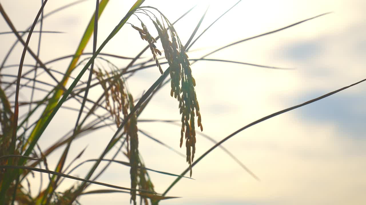 在农村有机农场的晴天背景下，稻田里的稻穗视频素材