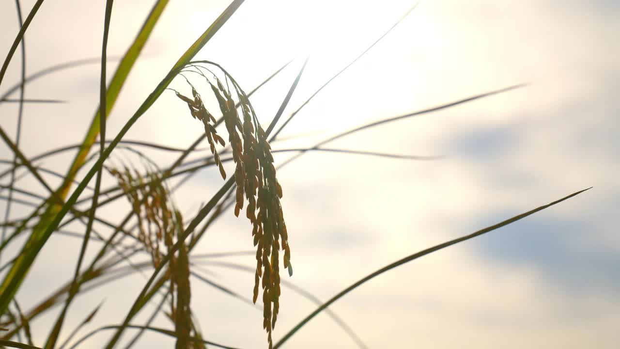 农村有机农场晴天背景下稻田里的稻穗视频素材