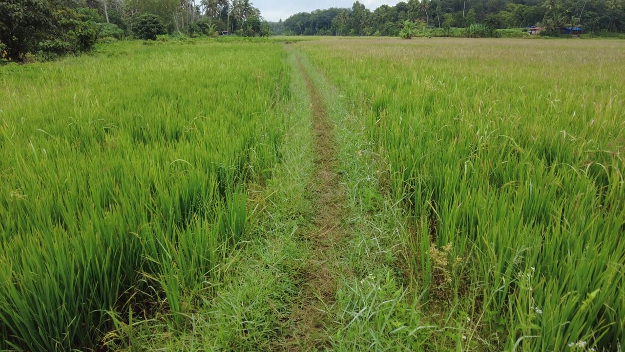 绿色稻田，水稻种植，喀拉拉邦视频素材