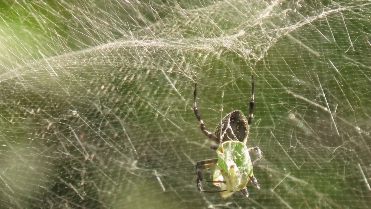 蜘蛛捕食猎物视频素材