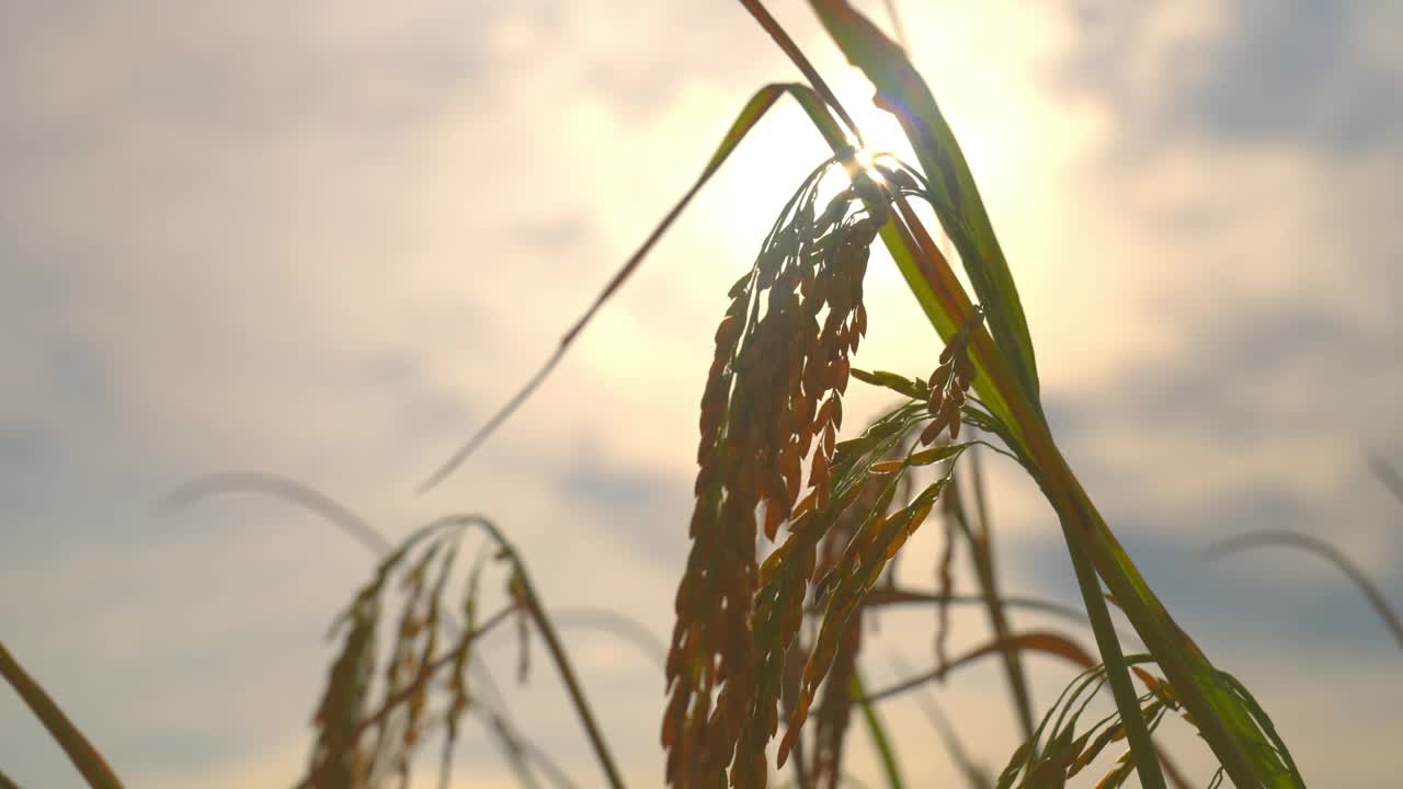 稻田里的稻穗，阳光明媚的天空为背景的乡村有机农场慢动作视频视频素材