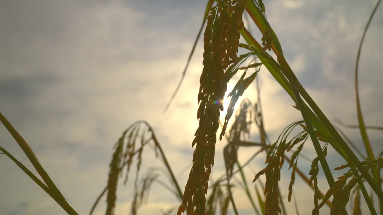 稻田里的稻穗在阳光明媚的天空背景的有机农场在农村的慢动作视频视频素材