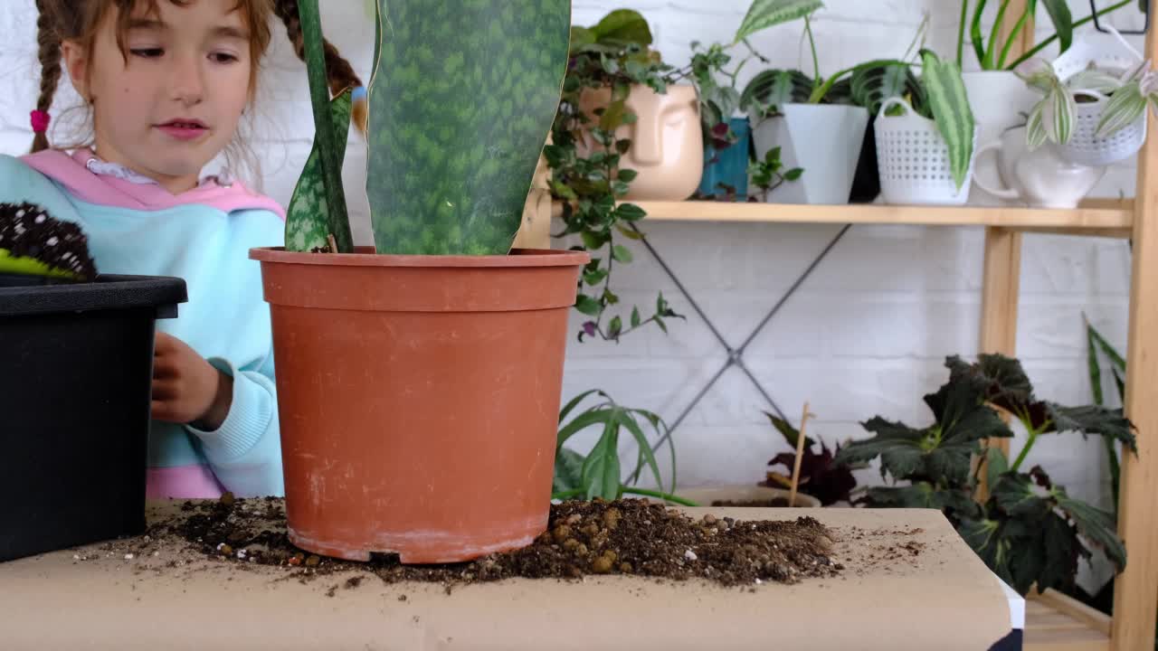 女儿帮妈妈移植家里的植物，把桑叶移植到新的土壤和花盆里。妈妈教如何照顾盆栽植物。孩子的爱好，帮助大人做家务，保护环境视频素材