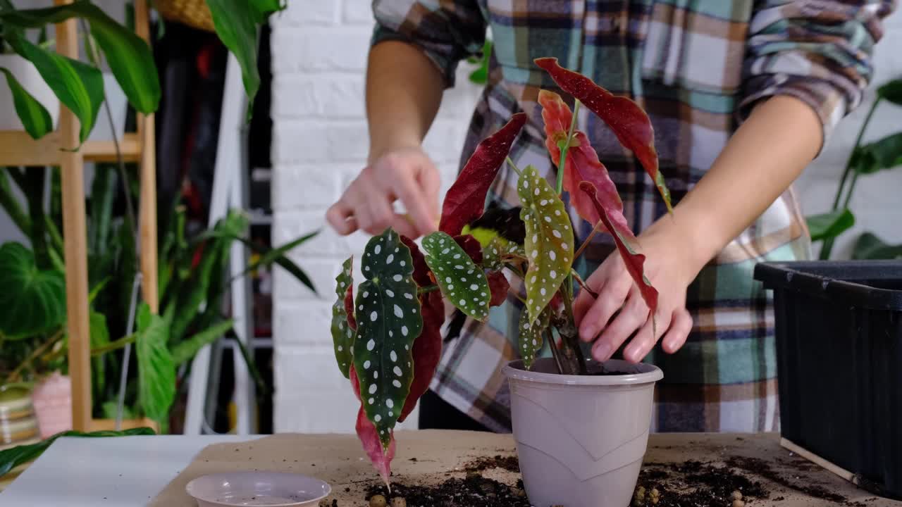 将家养植物黄斑海棠移植到有脸的花盆中。一名妇女在新的土壤中种下一株有根的秸秆。照顾盆栽，手特写视频素材