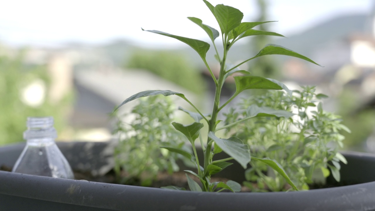 盆栽上绿色植物的特写镜头视频素材