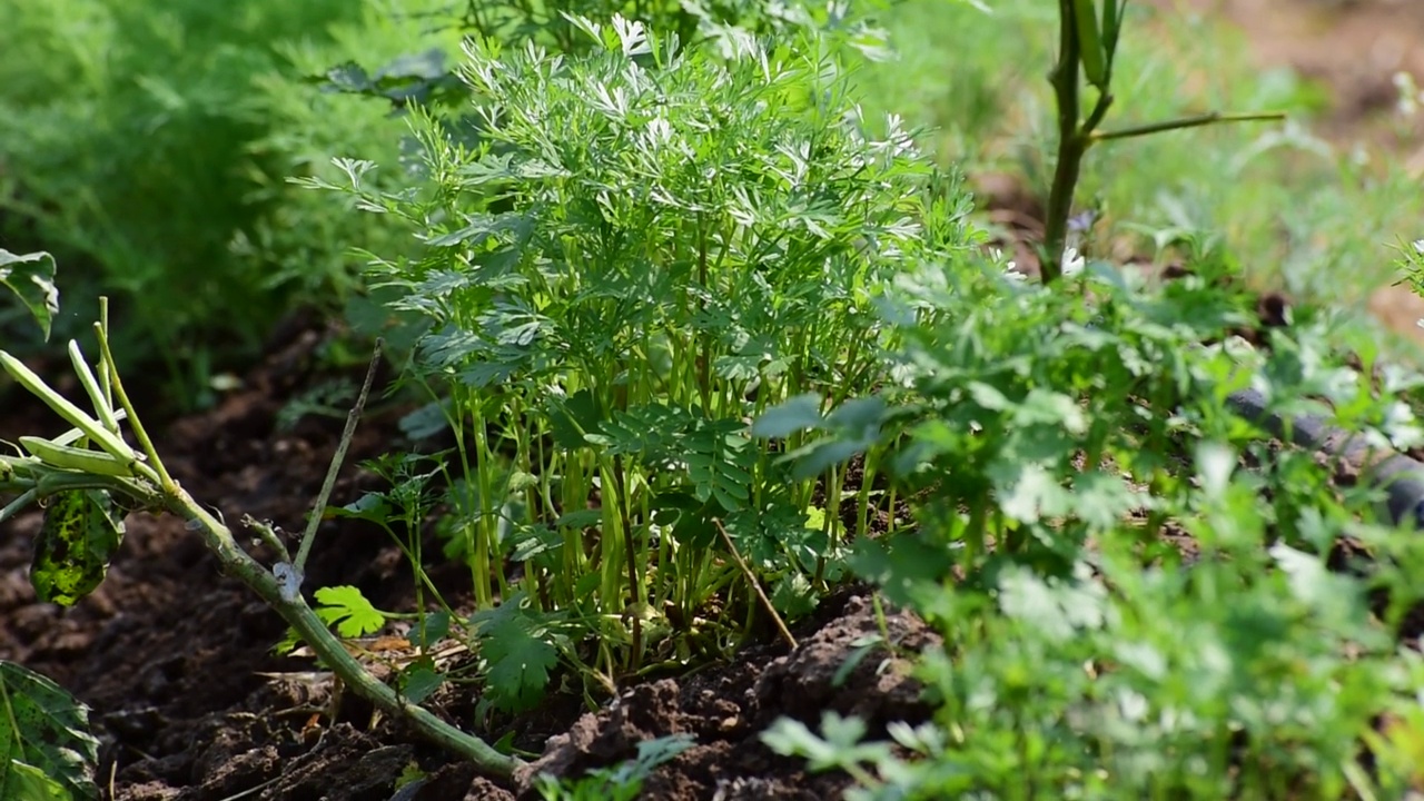 关闭了。新鲜生长中的绿色香菜(芫荽)叶子视频素材