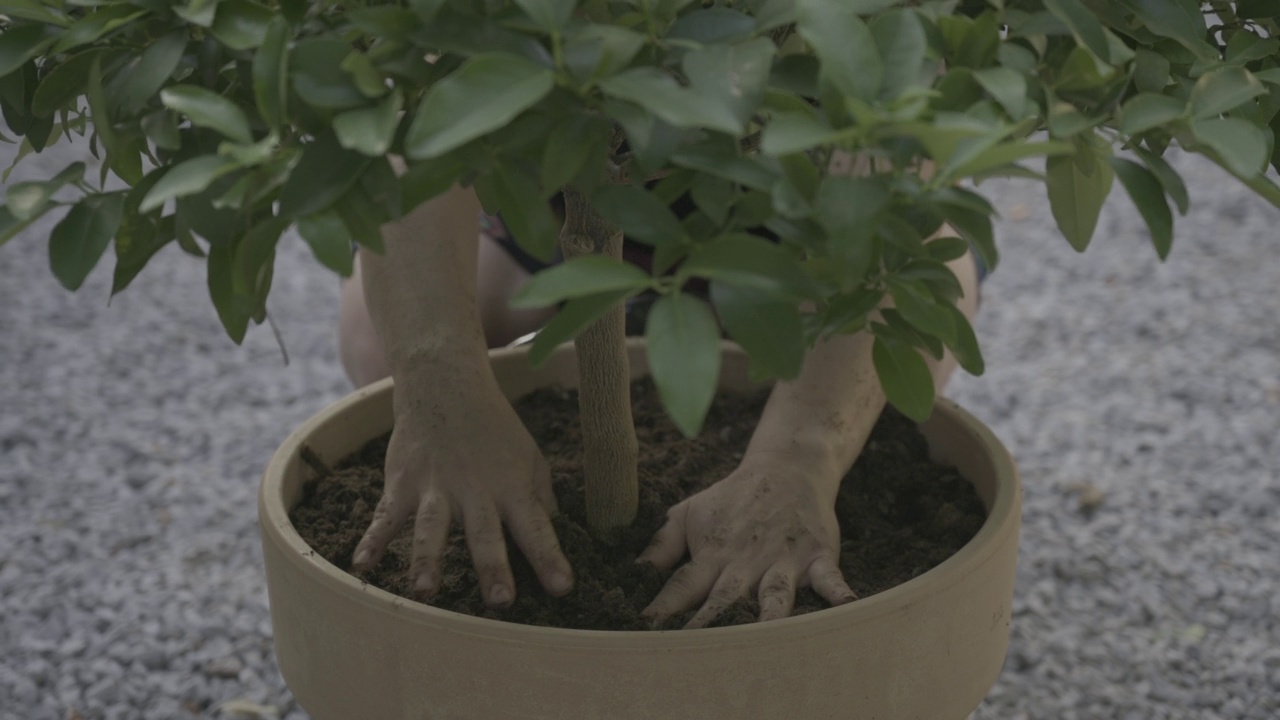 一株植物的特写镜头对着一个在花盆上加土的女人视频素材