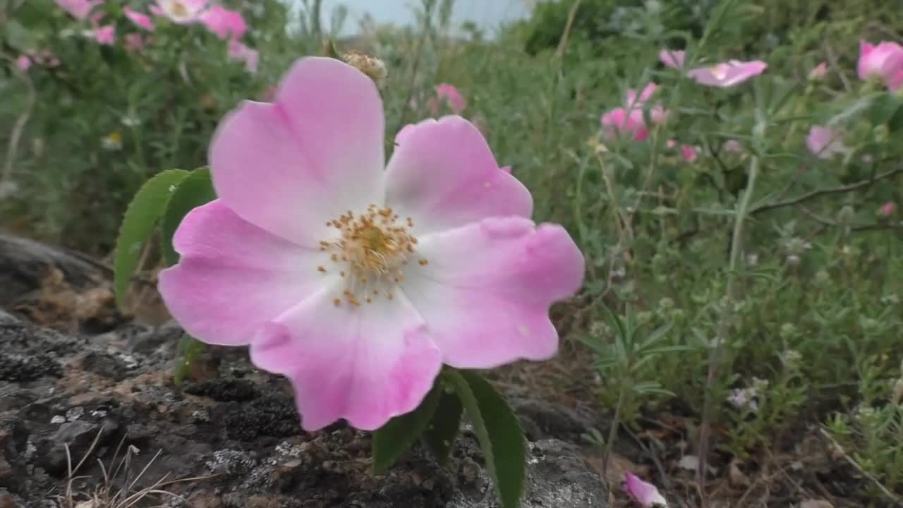 野生玫瑰臀部花的特写视频素材