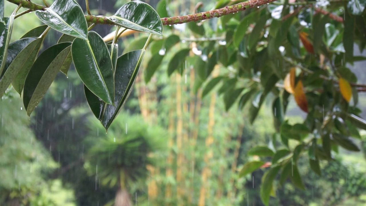 多雨的森林与许多橡胶植物在卡梅伦高地，彭亨，马来西亚视频素材