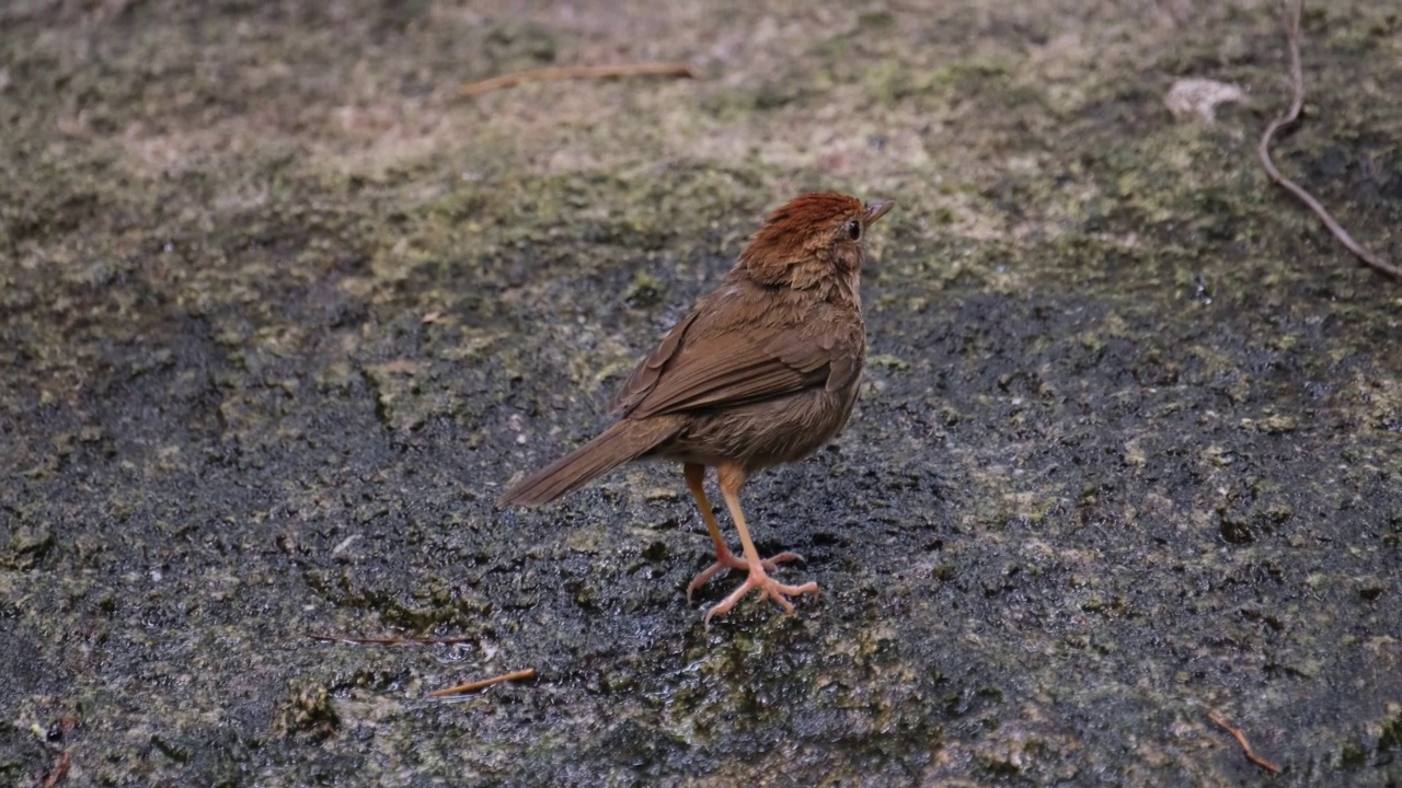 Puff Throated Babbler, pelorneum Ruficeps洗澡视频素材