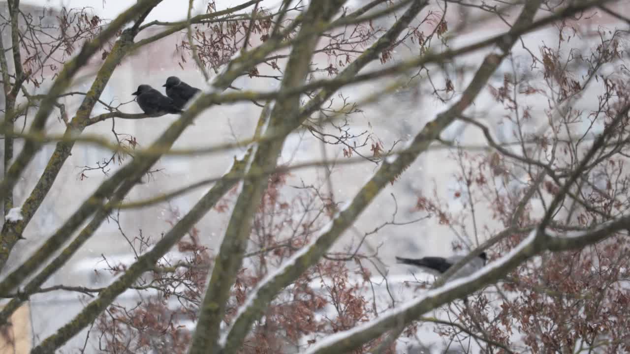 下雪时树枝上的黑白嘴鸦视频素材