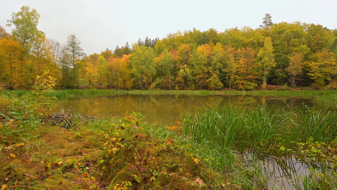 秋天的森林湖，Rothenbuch, Hafenlohrtal, Spessart，巴伐利亚，德国视频素材