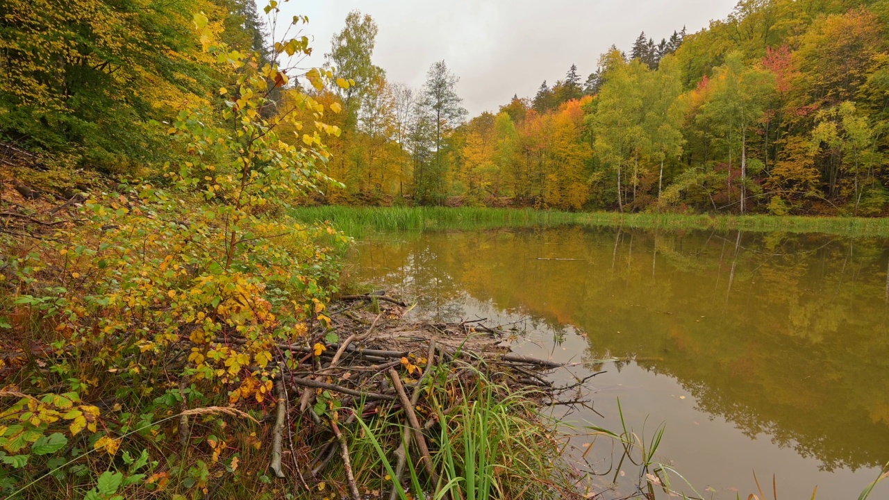 秋天的森林湖和海狸城堡，Rothenbuch, Hafenlohrtal, Spessart，德国巴伐利亚视频素材