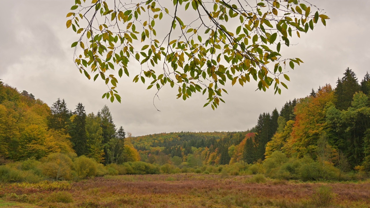 秋天的森林山谷，Rothenbuch, Hafenlohrtal, Spessart，巴伐利亚，德国视频素材