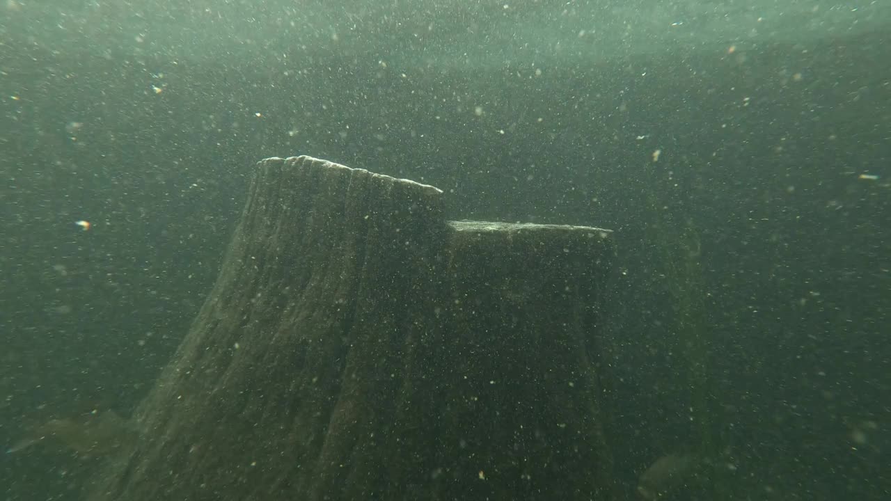 水族馆里的淡水鱼视频素材