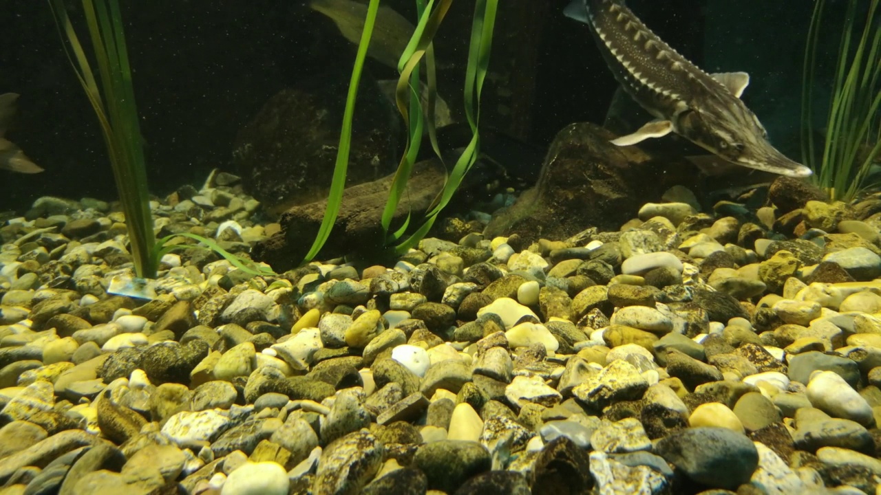 水族馆里的淡水鱼视频素材