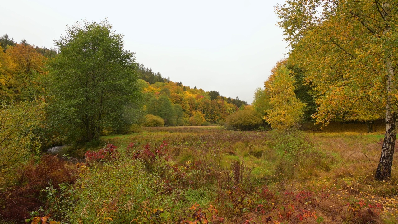 秋天的森林山谷，Rothenbuch, Hafenlohrtal, Spessart，拜仁，德国视频素材