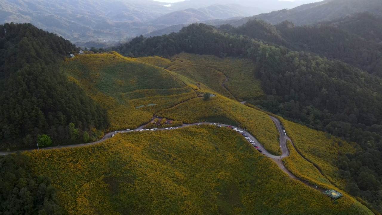 日落景观自然花Tung Bua Tong墨西哥向日葵田在泰国北部湄宏松省。视频下载