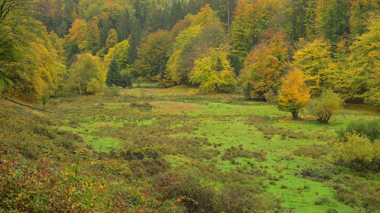 秋天的森林山谷，Rothenbuch, Hafenlohrtal, Spessart，巴伐利亚，德国视频素材