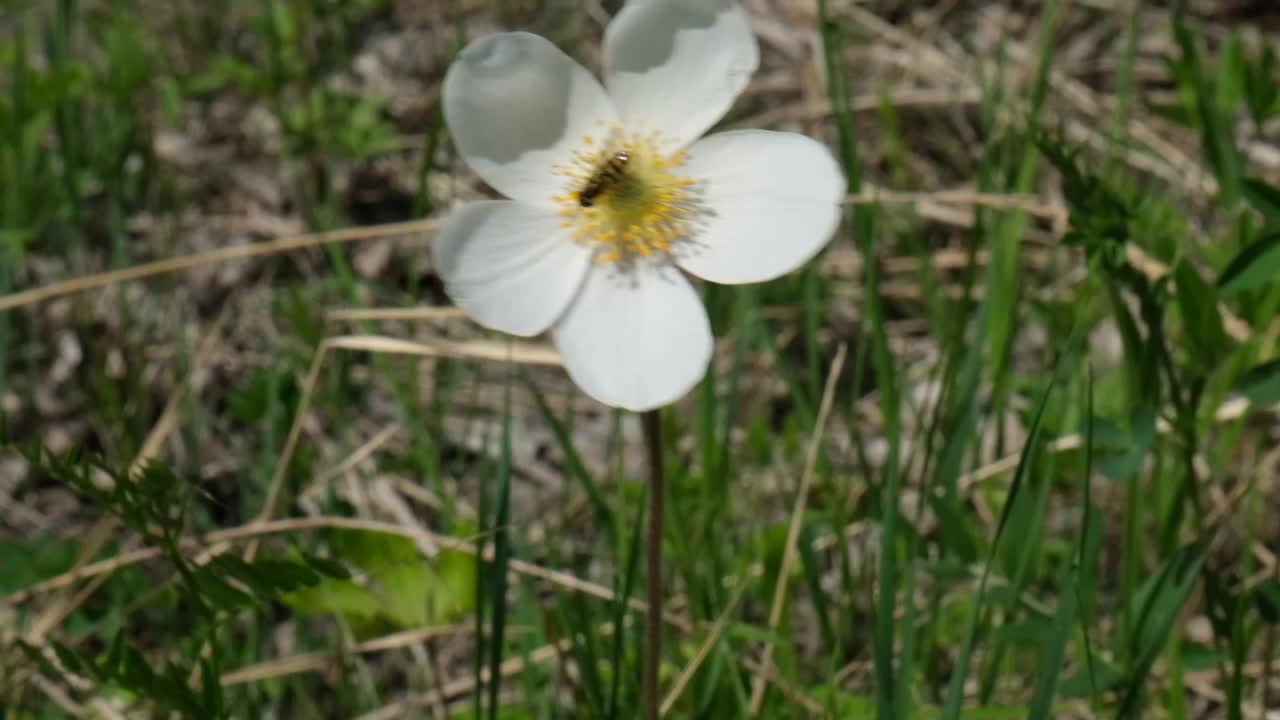 初春白花的海葵在森林里，风大视频素材