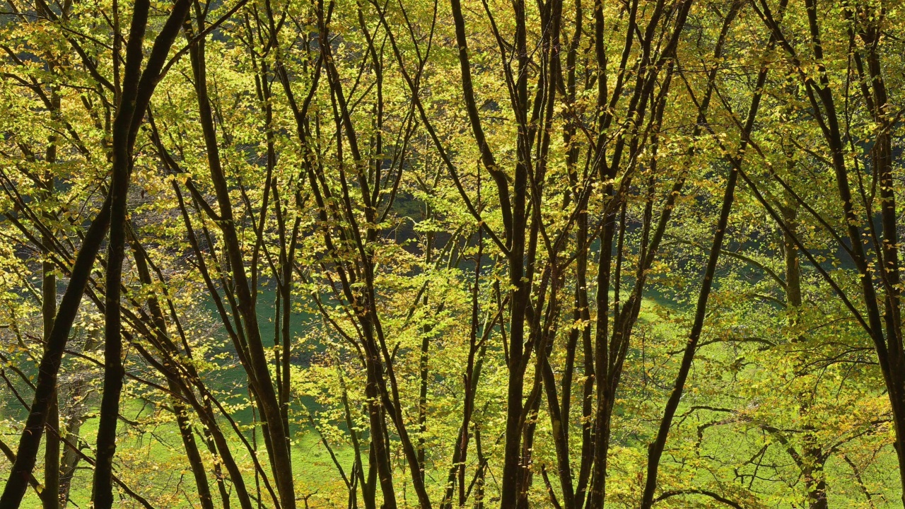 Colorful leaves in forest, Ernstal, Mudau, Odenwald, Baden-Württemberg, Germany视频素材