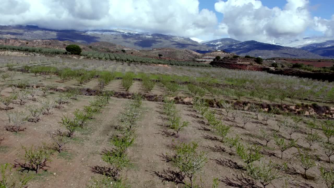 在西班牙南部的乌吉贾尔种植杏树视频下载