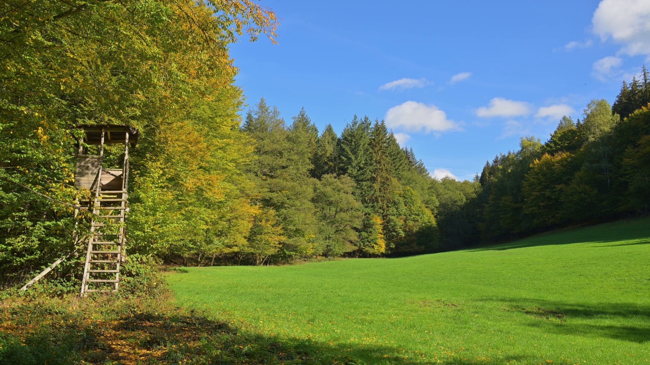 Forest glade with hunting blind in autumn, Ernstal, Mudau, Odenwald, Baden-Württemberg, Germany视频素材