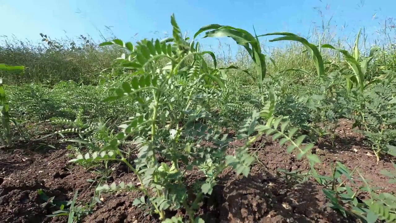 鹰嘴豆作物在农业用地上生长。视频素材