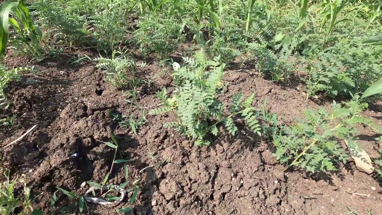 鹰嘴豆作物在农业用地上生长。视频素材