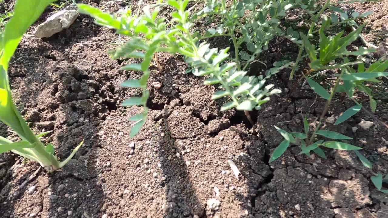 鹰嘴豆作物在农业用地上生长。视频素材