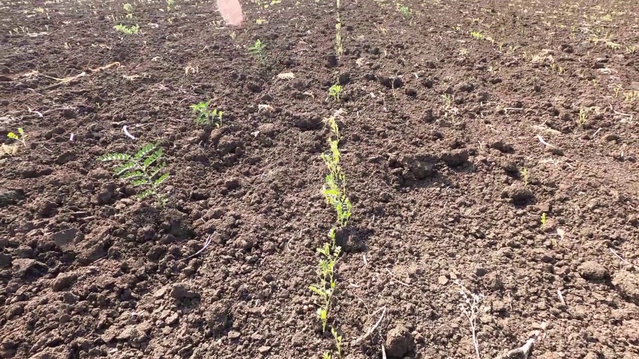 鹰嘴豆作物在农业用地上生长。视频素材