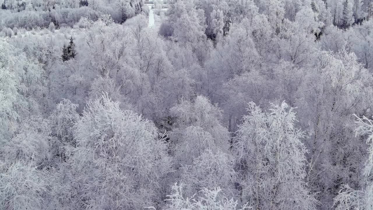 在斯堪的纳维亚半岛的冬天，爱沙尼亚雪林的高角度视图。视频素材