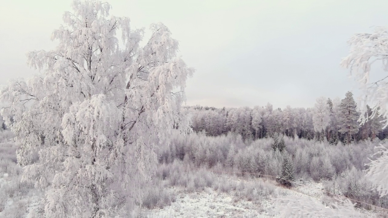 斯堪的纳维亚冬季爱沙尼亚雪林的鸟瞰图。视频素材