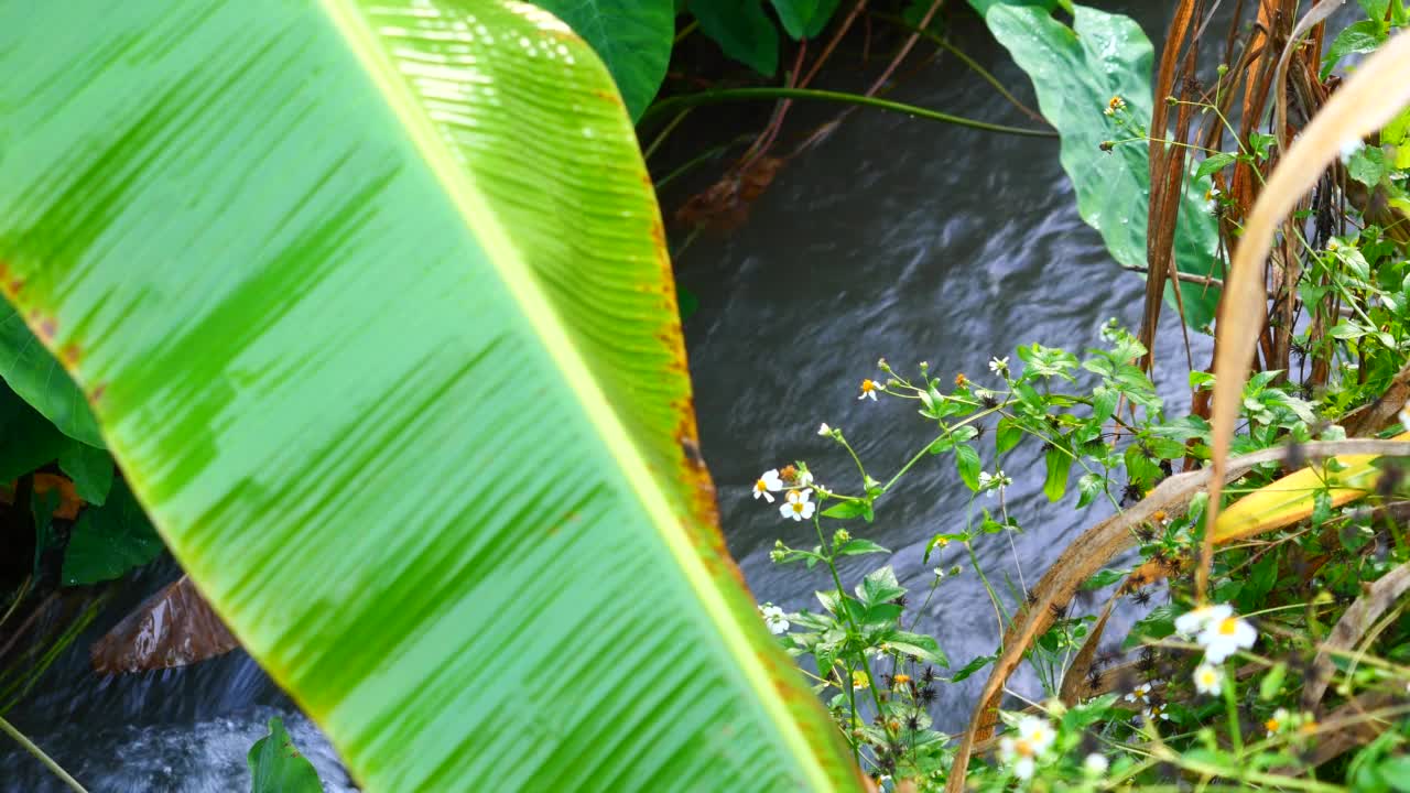 水在小溪里流动视频素材