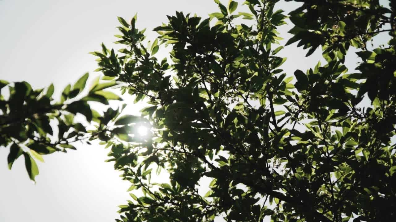 抬头看树在风中吹，天空是蓝色的。阳光透过树叶照射进来。树枝是美丽明亮的绿叶，在夏天的时候看它是清爽的，慢镜头。视频素材