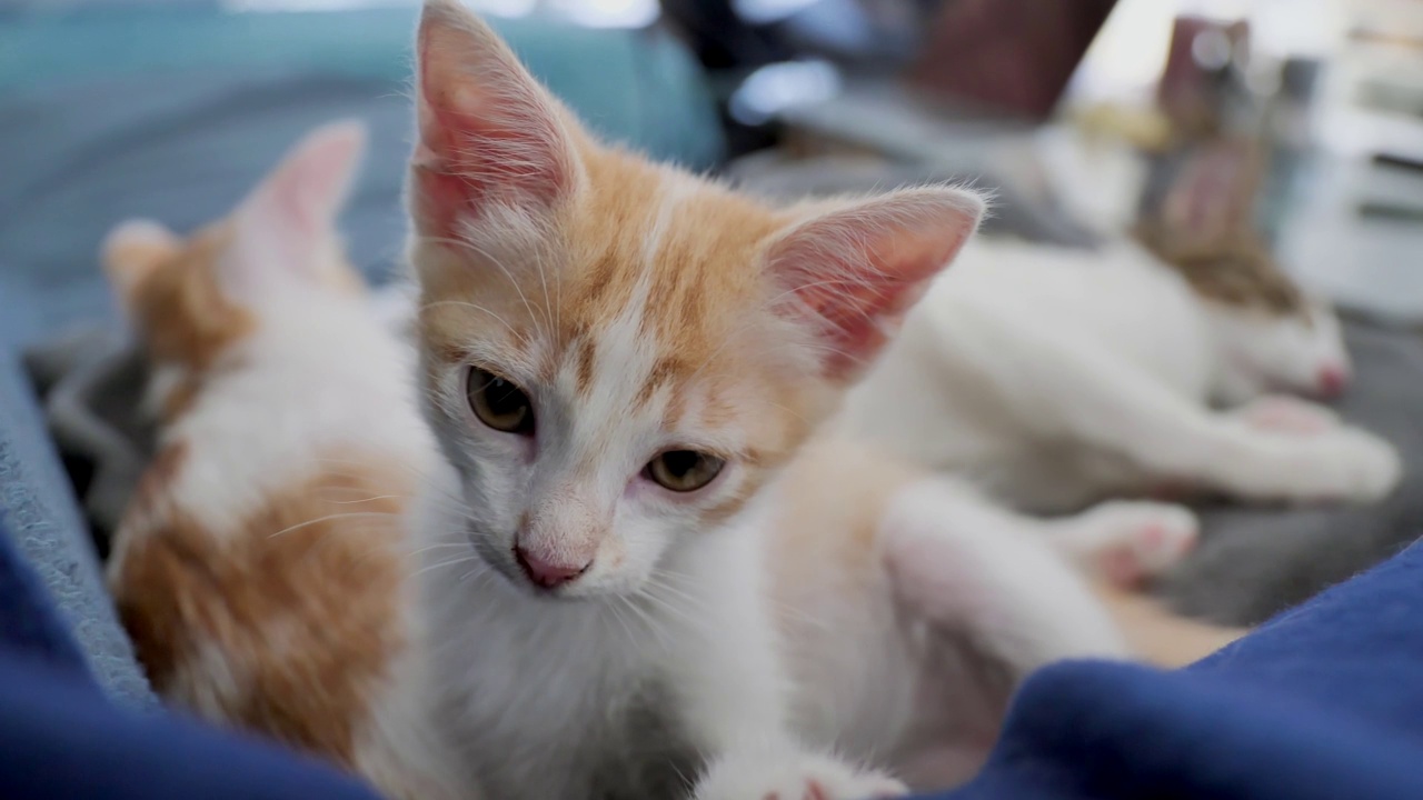 毛茸茸的小猫在猫托盘里休息的特写视频素材