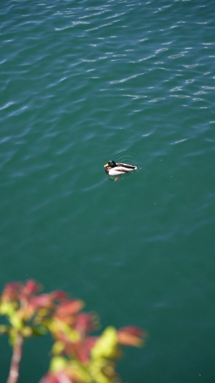 一只绿头鸭浮在水面上的垂直镜头视频素材