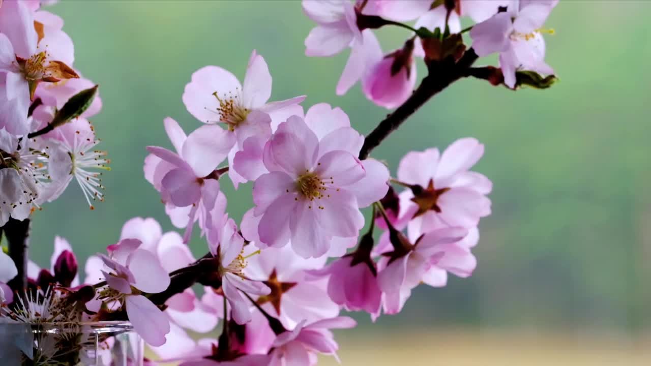 樱花的美丽风景与微妙的粉红色花瓣在树枝上视频素材