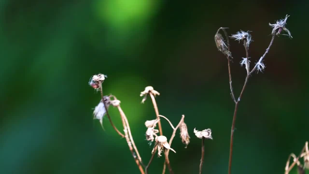 黄色蜻蜓在干花上的特写。视频素材