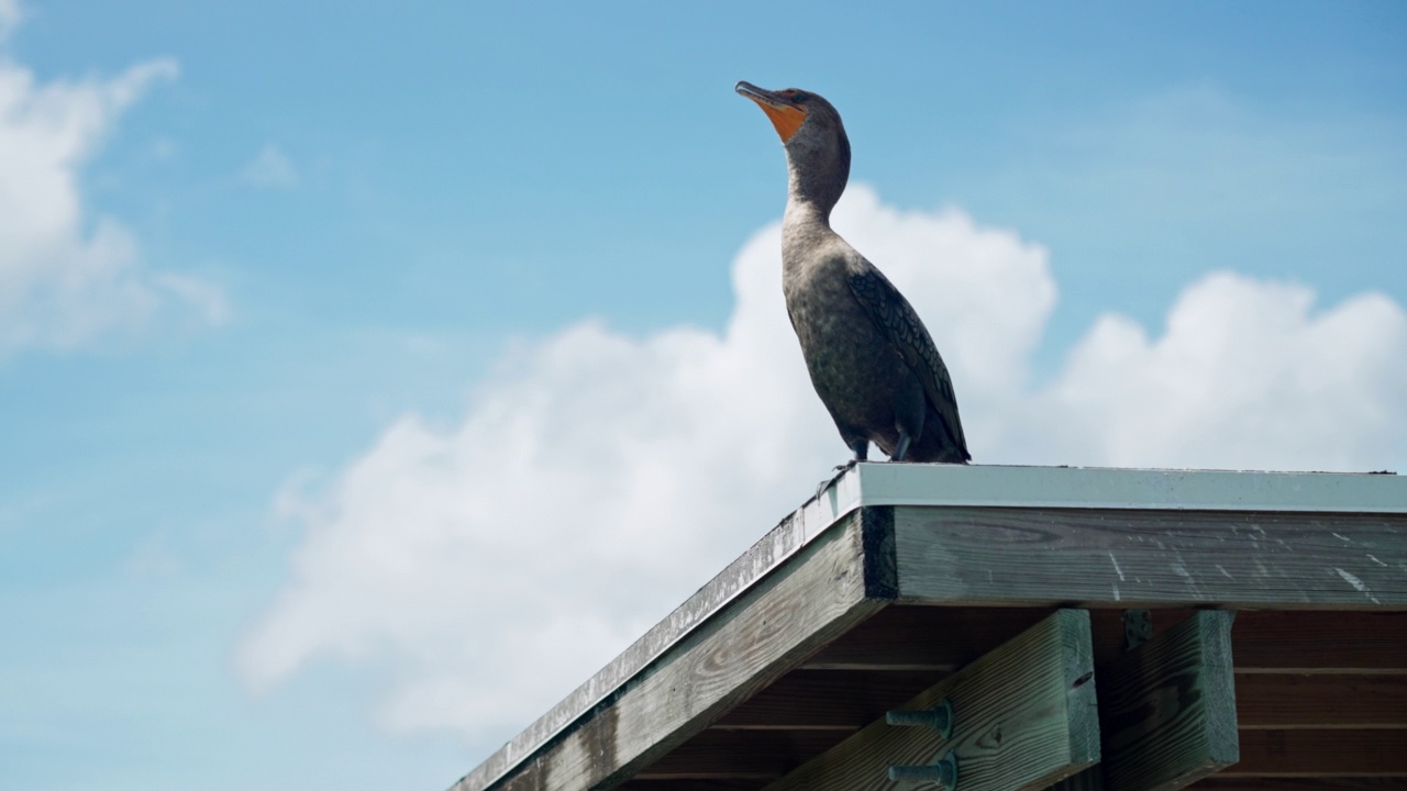 双冠鸬鹚栖息在佛罗里达沼泽地的一处建筑上视频素材