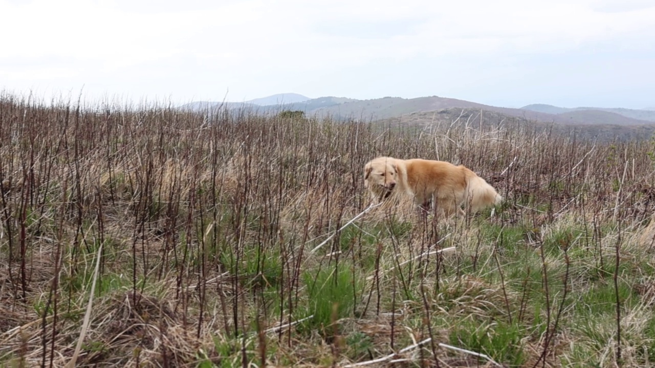 在一个阴沉的日子里，一只拉布拉多犬穿过干燥的田野的慢镜头视频素材