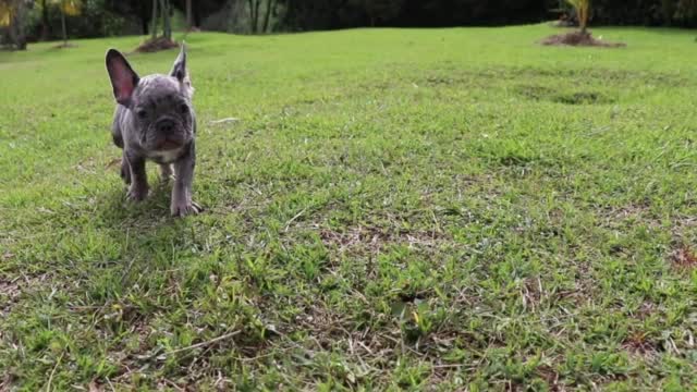 花园里一只法国斗牛犬的特写视频素材