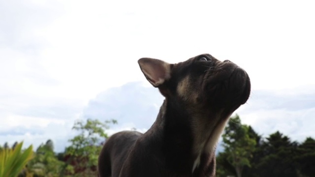 花园里一只法国斗牛犬的特写视频素材