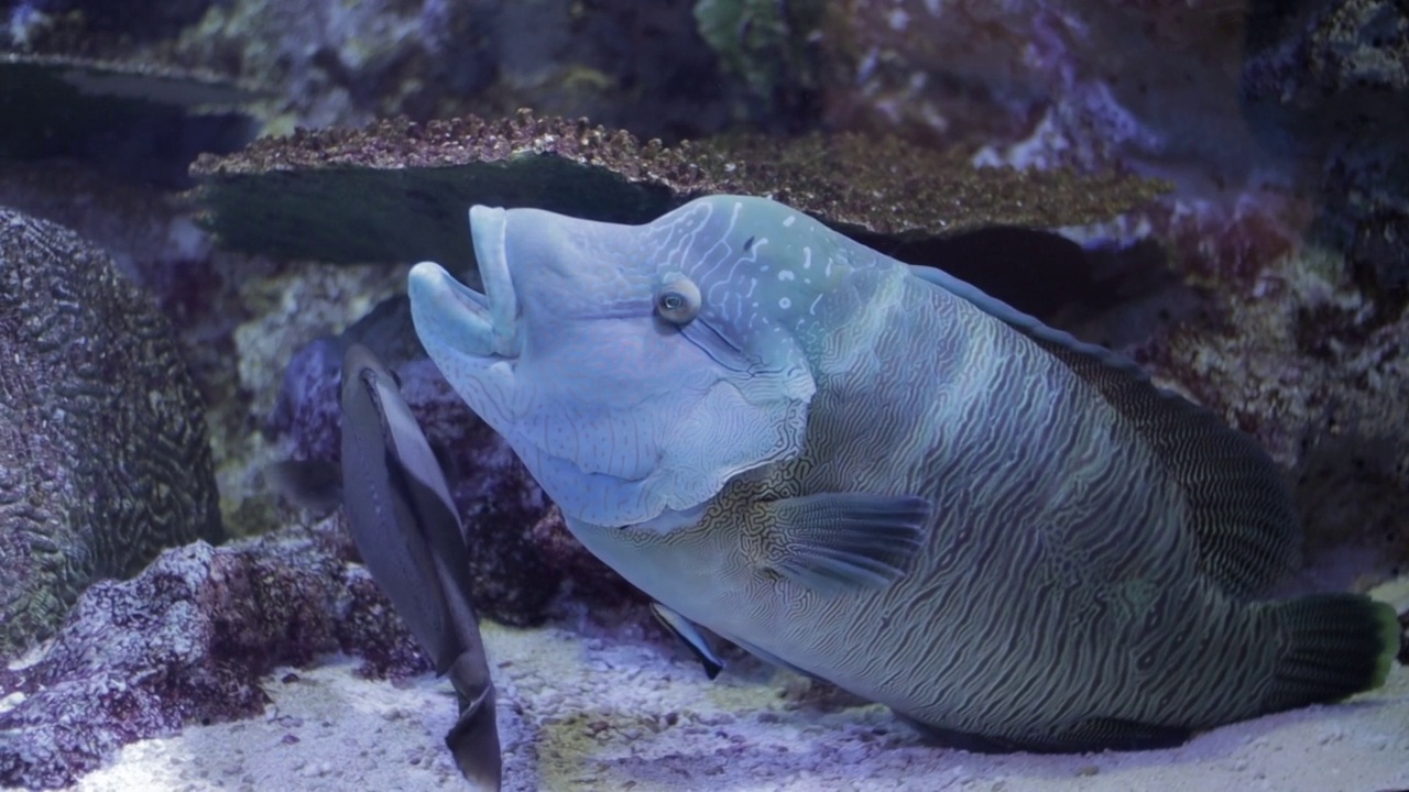 动物园水族馆里五颜六色的大鱼视频素材