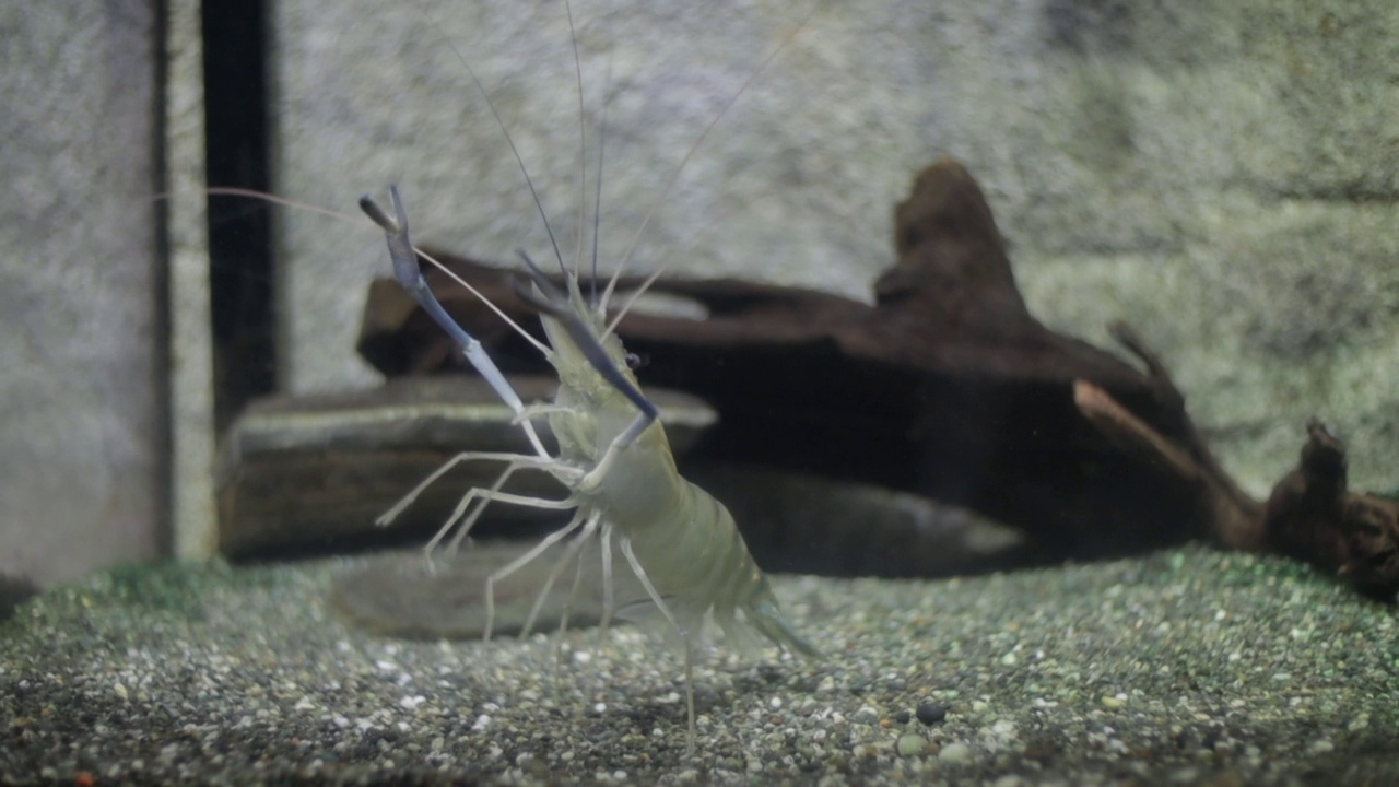 一只小白蟹在水族馆的水中游泳的特写镜头视频素材